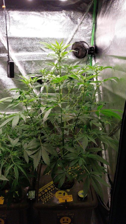 Summer Jam Auto :). Week 6