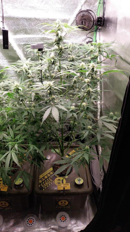 Summer Jam Auto :). Week 7