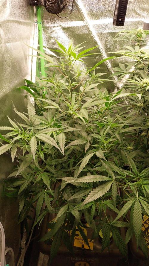 Summer Jam Auto :). Week 7