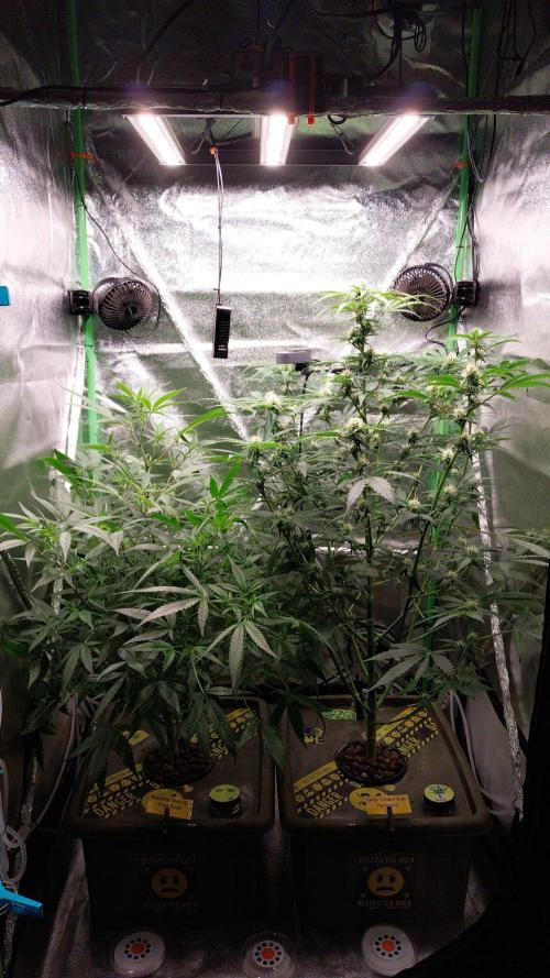 Summer Jam Auto :). Week 7