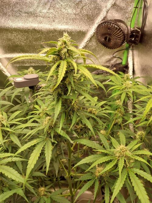 Summer Jam Auto :). Week 8
