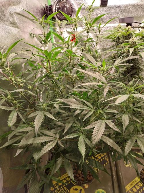 Summer Jam Auto :). Week 8
