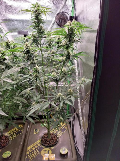 Summer Jam Auto :). Week 8