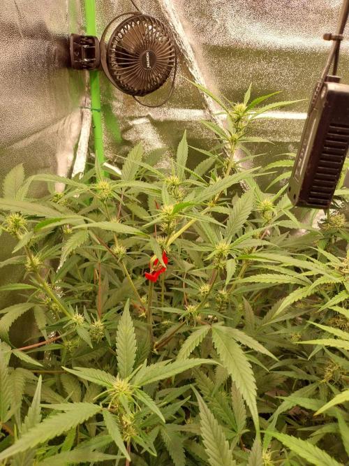 Summer Jam Auto :). Week 8