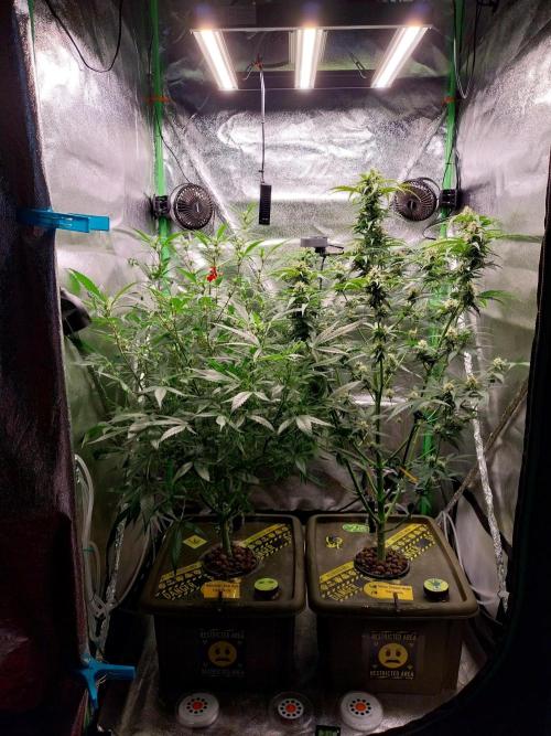 Summer Jam Auto :). Week 8
