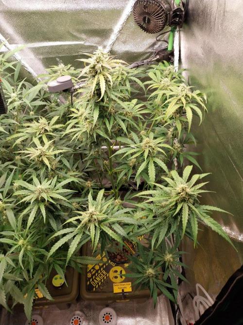 Summer Jam Auto :). Week 8
