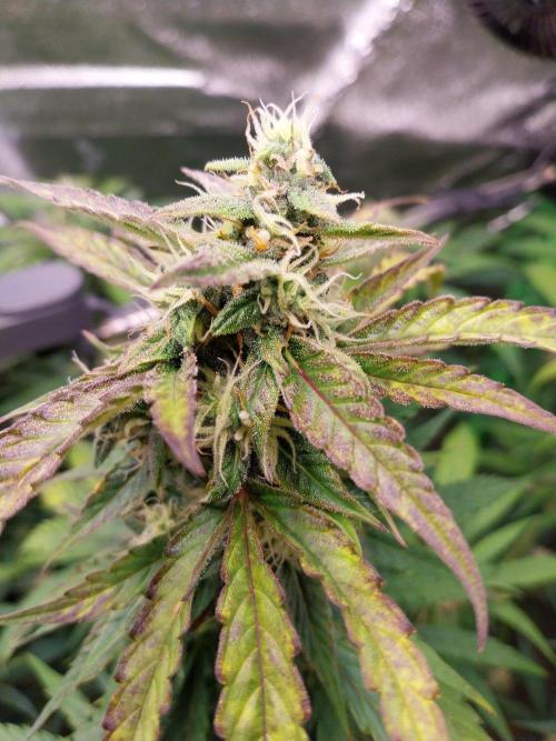 Summer Jam Auto :). Week 8