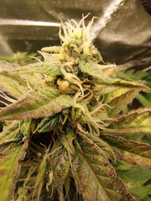 Summer Jam Auto :). Week 8