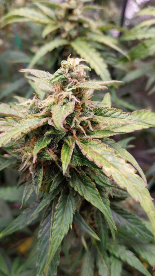 Summer Jam Auto :). Week 9