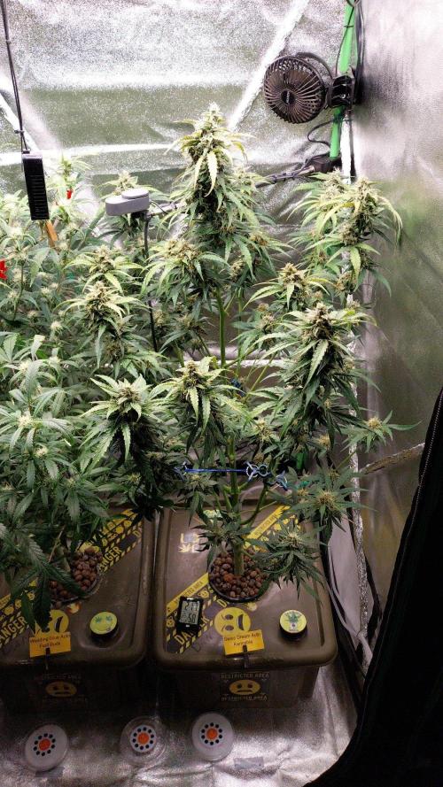 Summer Jam Auto :). Week 9