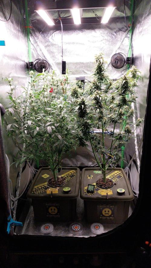 Summer Jam Auto :). Week 9