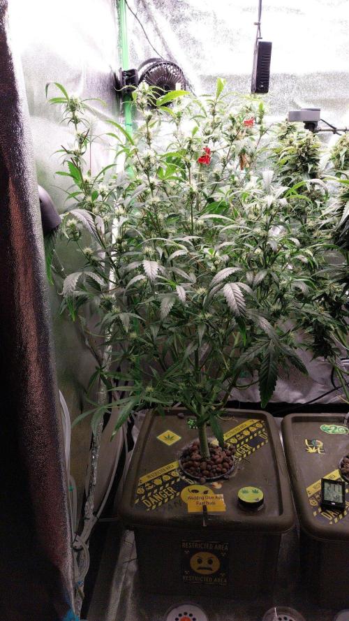 Summer Jam Auto :). Week 9
