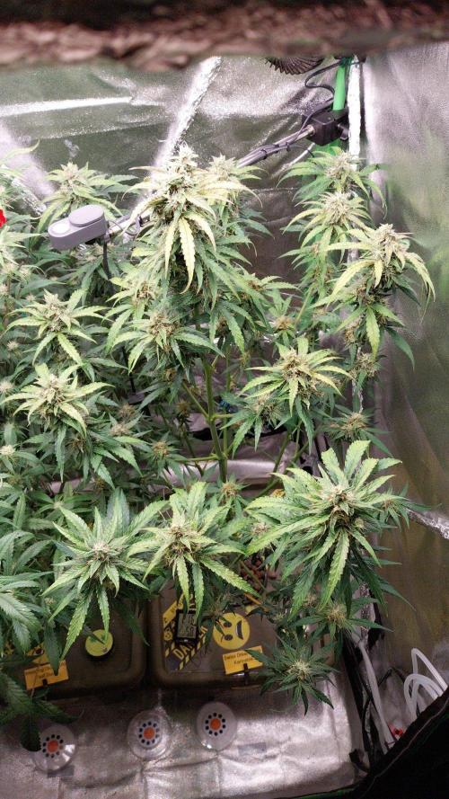 Summer Jam Auto :). Week 9