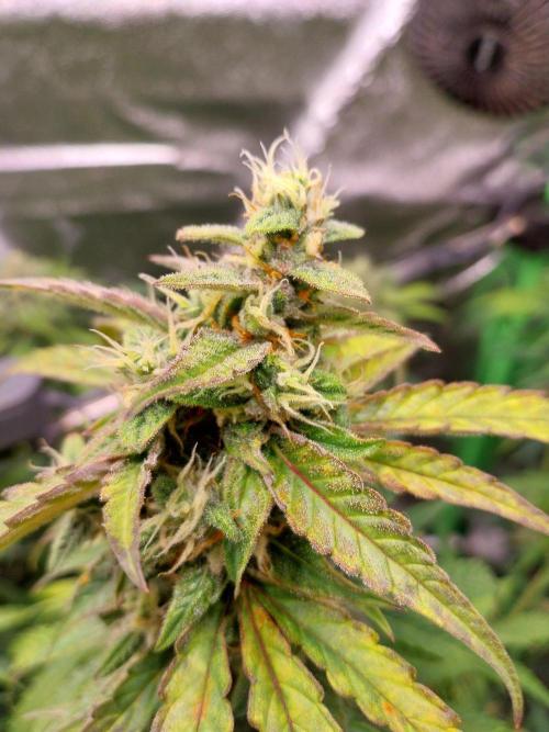 Summer Jam Auto :). Week 9