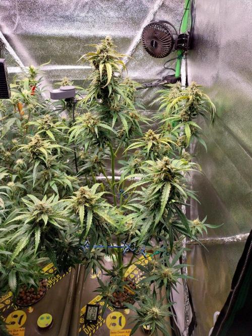 Summer Jam Auto :). Week 9