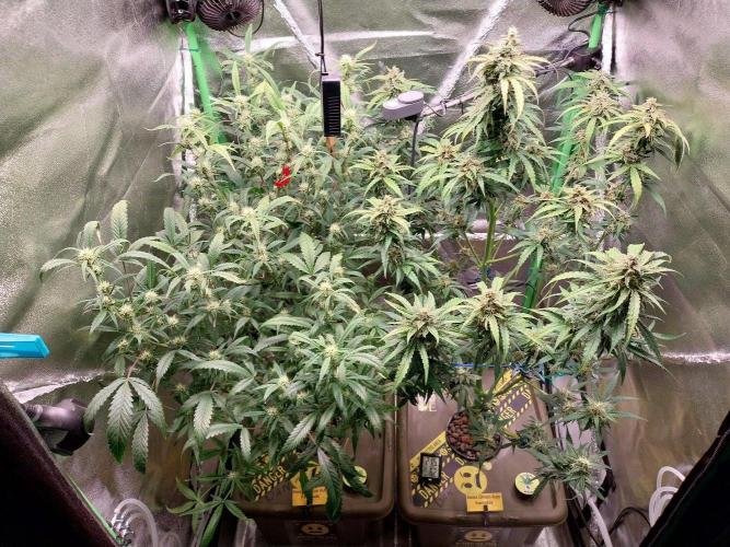 Summer Jam Auto :). Week 9