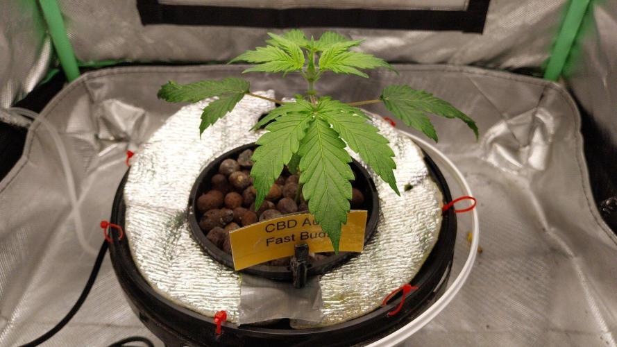Grow Tent MyHomeGrow 60x60x120. Week 4