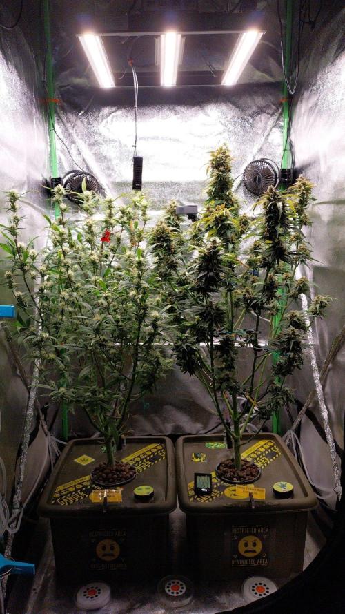Summer Jam Auto :). Week 10