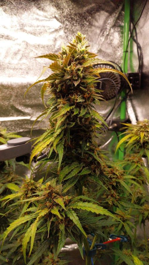 Summer Jam Auto :). Week 10