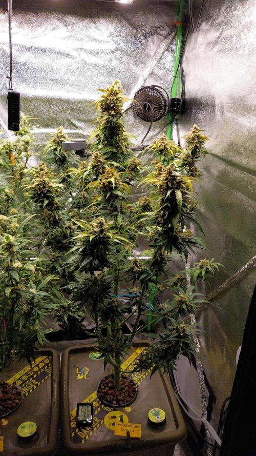 Summer Jam Auto :). Week 10