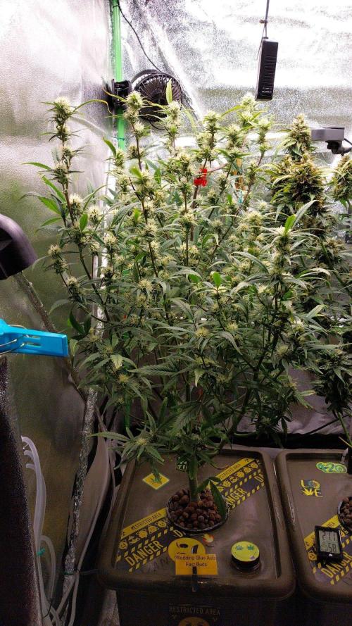 Summer Jam Auto :). Week 10