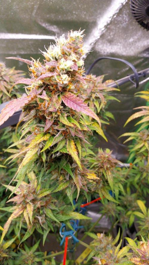 Summer Jam Auto :). Week 11 - Swiss Dream Auto