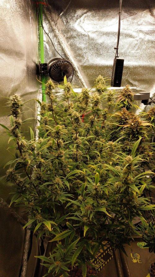 Summer Jam Auto :). Week 11 - Wedding Glue Auto