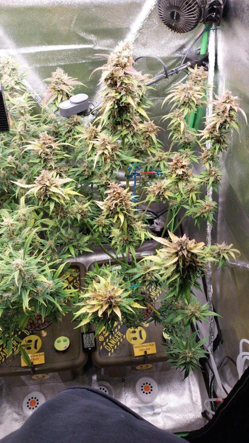 Summer Jam Auto :). Week 11 - Swiss Dream Auto