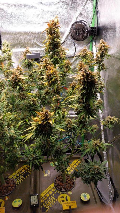 Summer Jam Auto :). Week 11 - Swiss Dream Auto