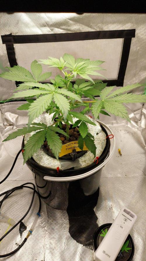 Grow Tent MyHomeGrow 60x60x120. Week 5