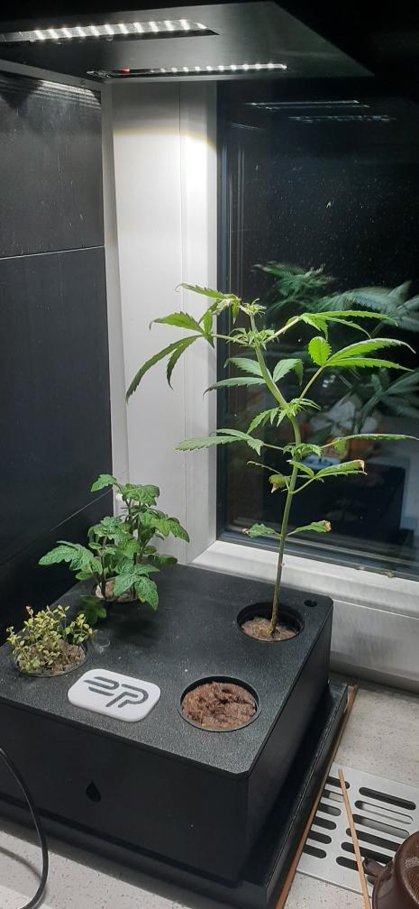 Ekoro:is it possible to grow on 20x20cm?. Week 2