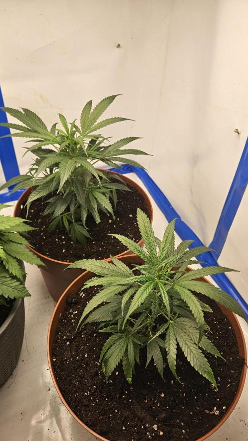 Gorilla x zkittlez stecklinge. Week 4