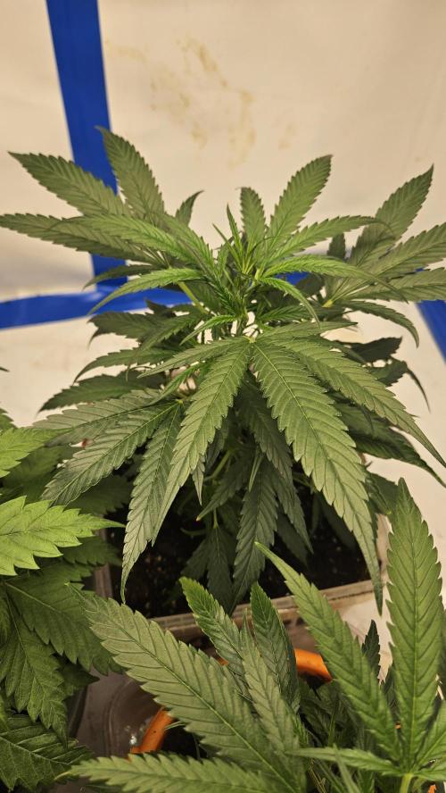 Gorilla x zkittlez stecklinge. Week 4