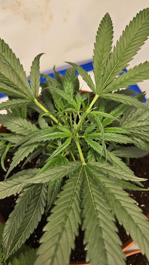 Gorilla x zkittlez stecklinge. Week 4