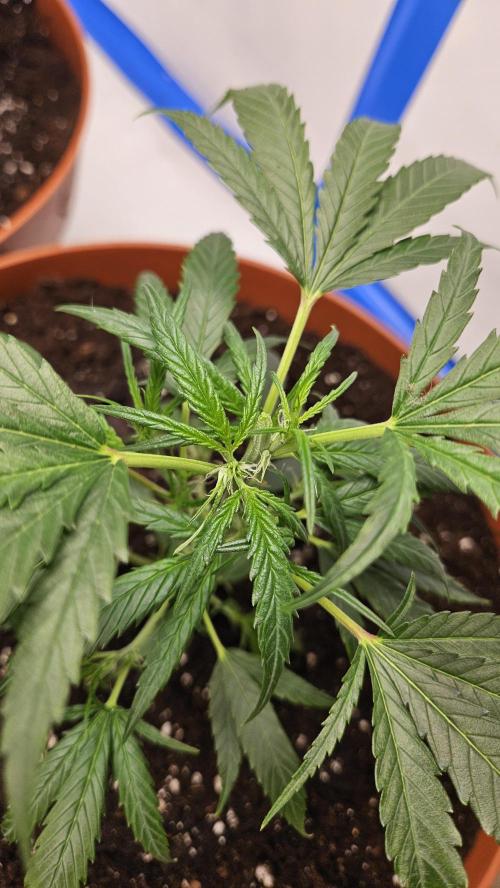 Gorilla x zkittlez stecklinge. Week 4