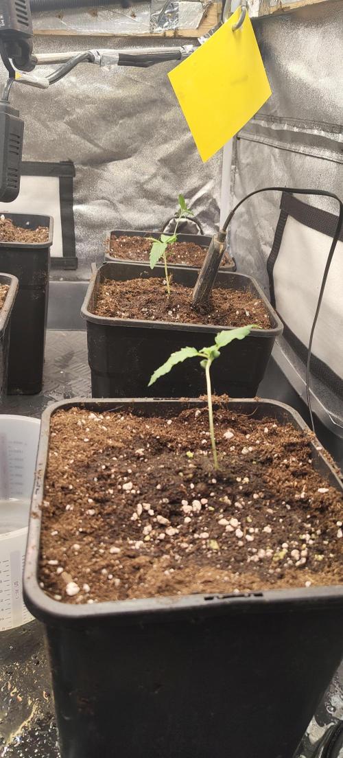 Home Lab 2025. Week 2