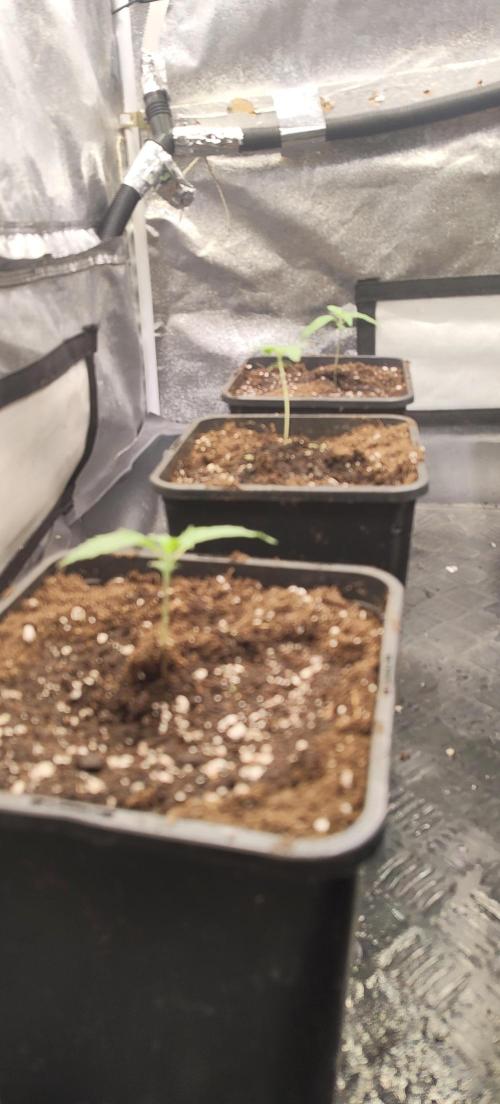 Home Lab 2025. Week 2