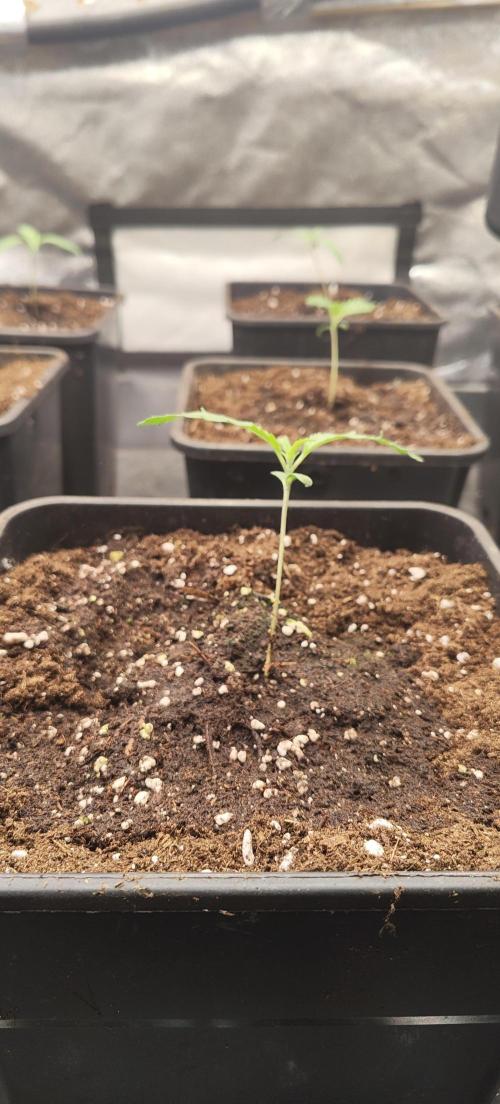 Home Lab 2025. Week 2