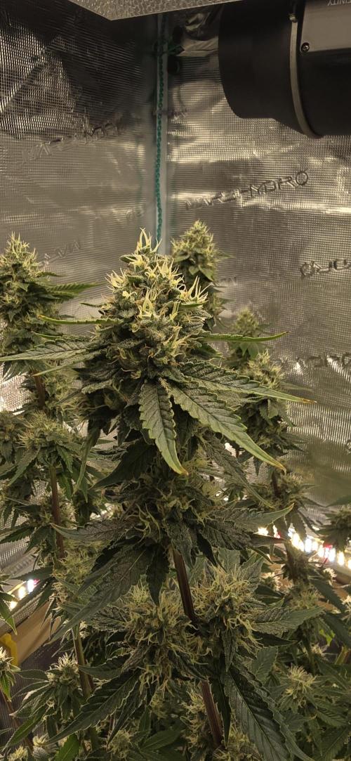 Blackberry Moonrocks. Week 6