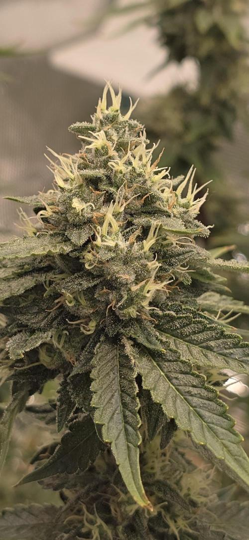 Blackberry Moonrocks. Week 6