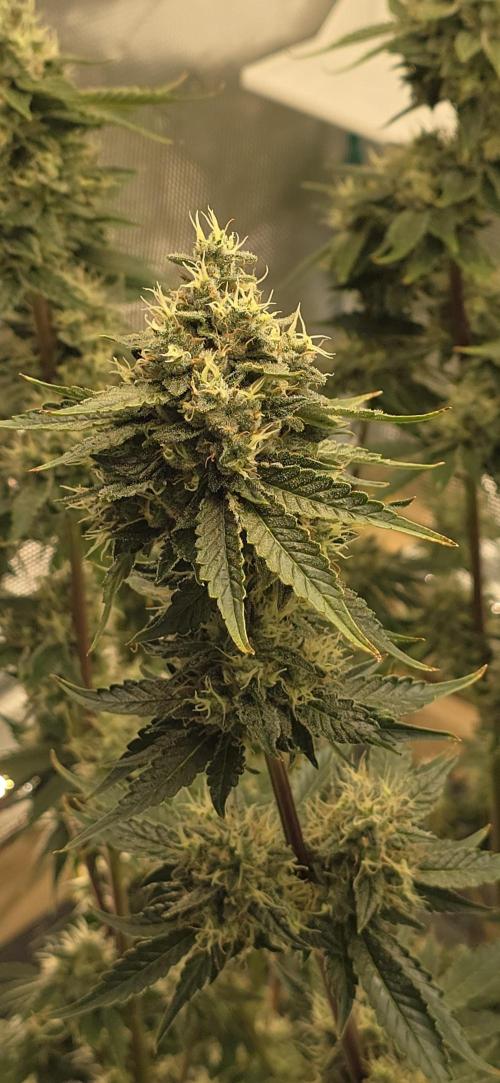 Blackberry Moonrocks. Week 7