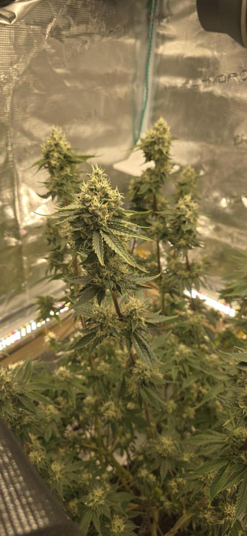 Blackberry Moonrocks. Week 7