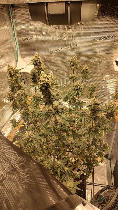 Blackberry Moonrocks. Week 7 - Day57 