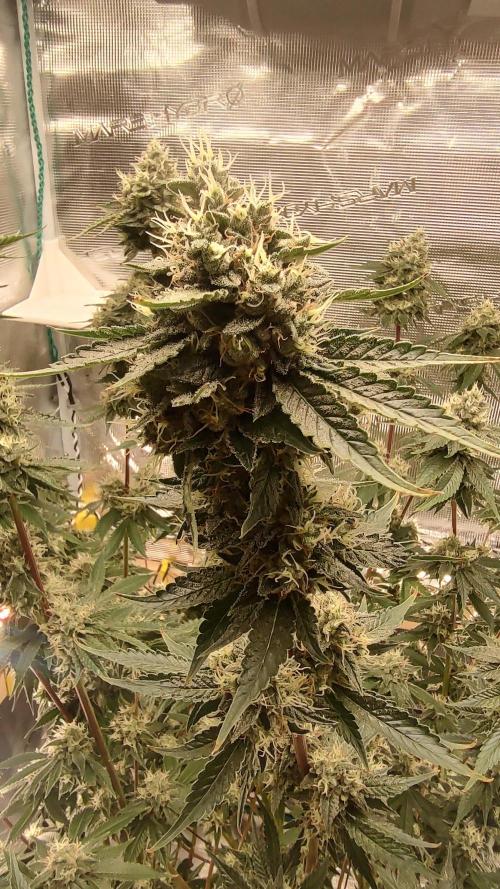 Blackberry Moonrocks. Week 7 - Day57