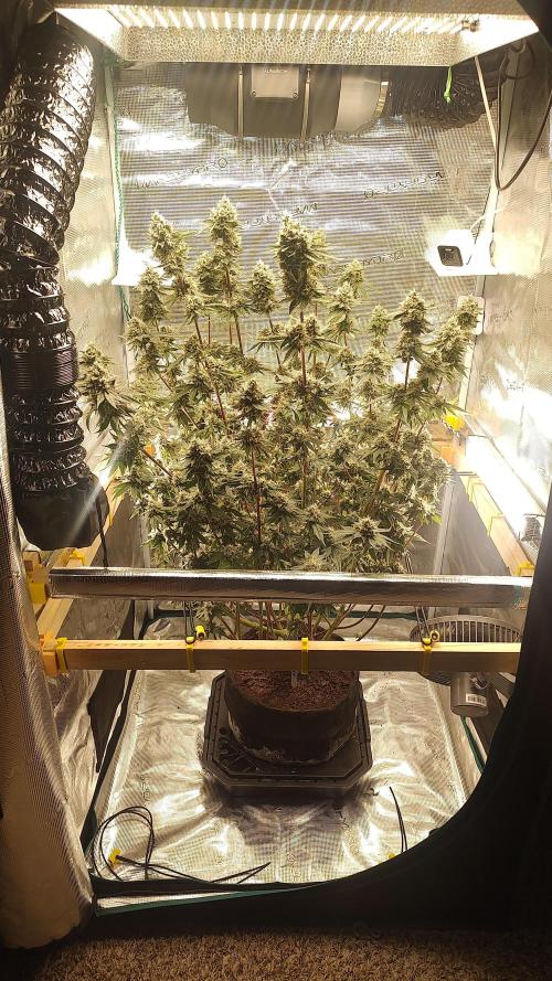 Blackberry Moonrocks. Week 7 - D60