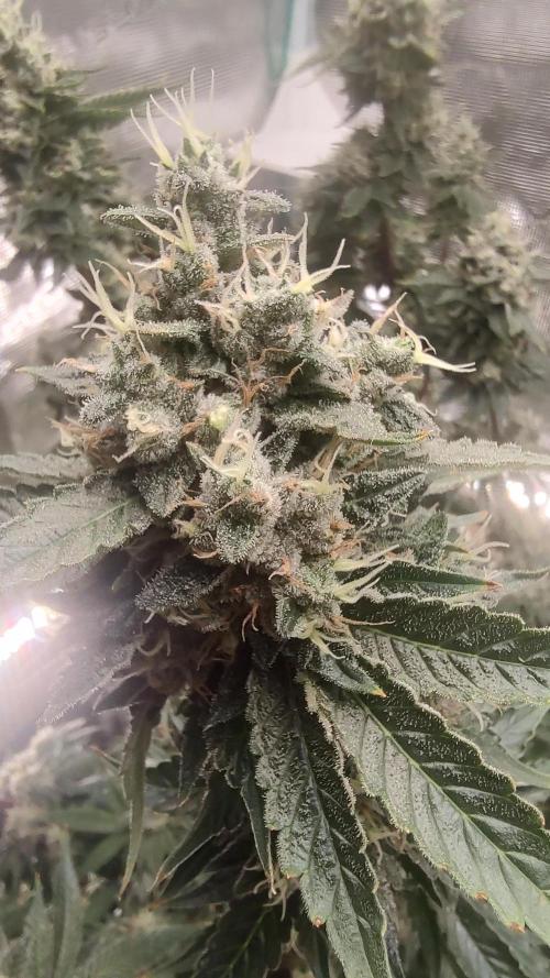 Blackberry Moonrocks. Week 7 - D60