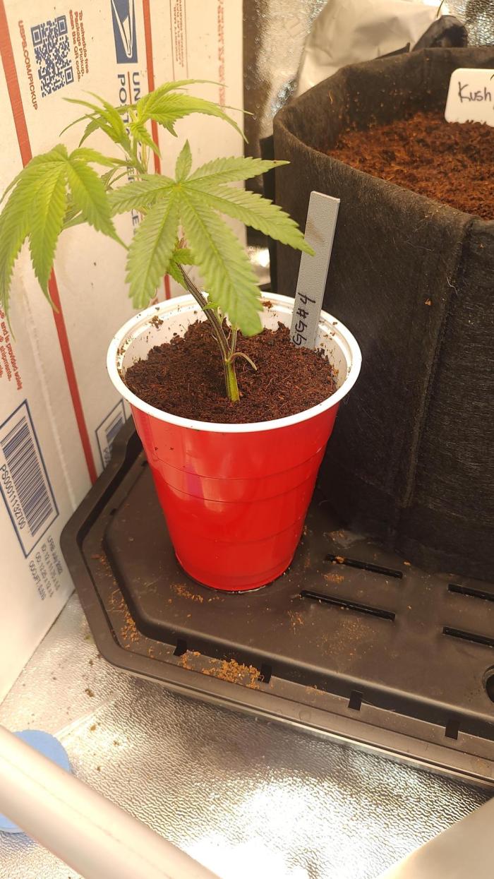 Gorilla Glue #4 S1. Week 1 - 2/5/26