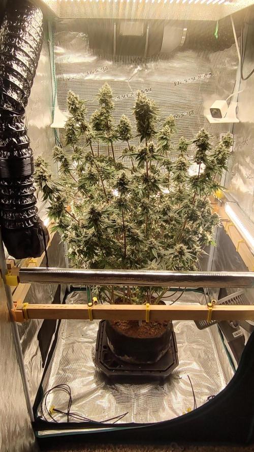 Blackberry Moonrocks. Week 7 - D62