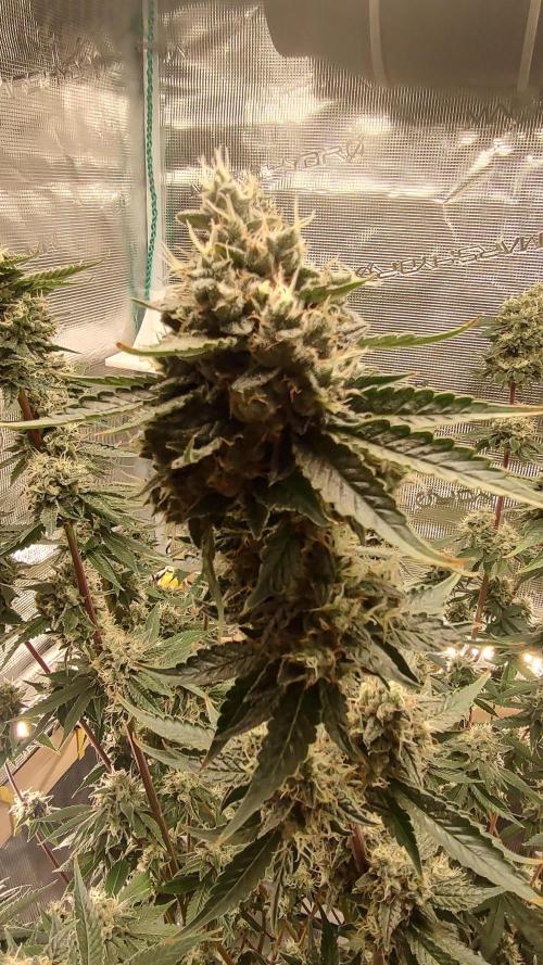 Blackberry Moonrocks. Week 7 - D62