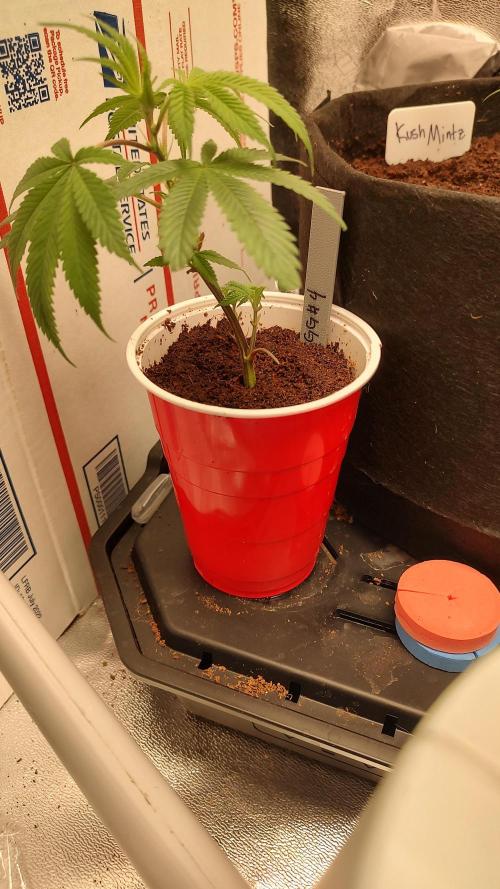 Gorilla Glue #4 S1. Week 1 - 2/7/26